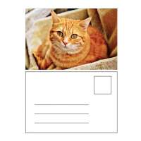 Hot sale 3d lenticular lovely cat paper postcard